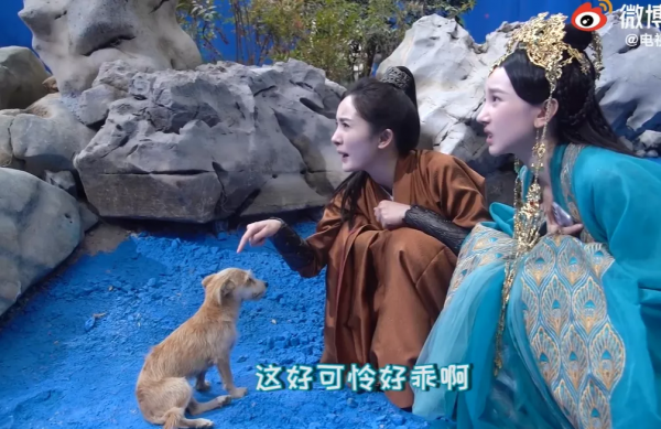 所以於正劇組虐貓了嗎