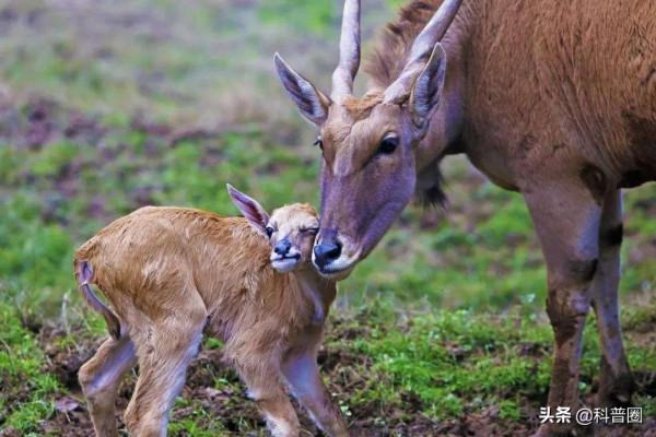 為什麼動物分娩後代那麼輕鬆，人類生孩子卻疼得撕心裂肺？