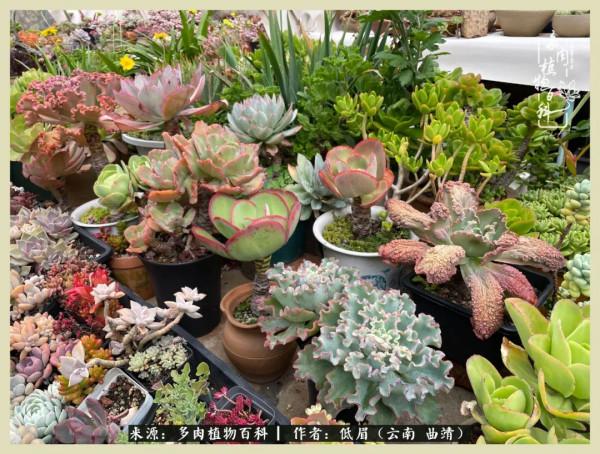 正是花好月圓時，再訪楊姐的屋頂花園