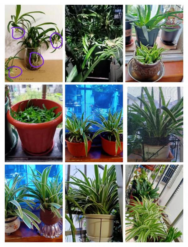 什麼綠植比較好養