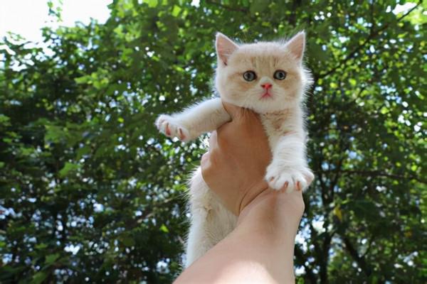 虎毒不食子，為什麼有些母貓會吃掉自己的幼崽？