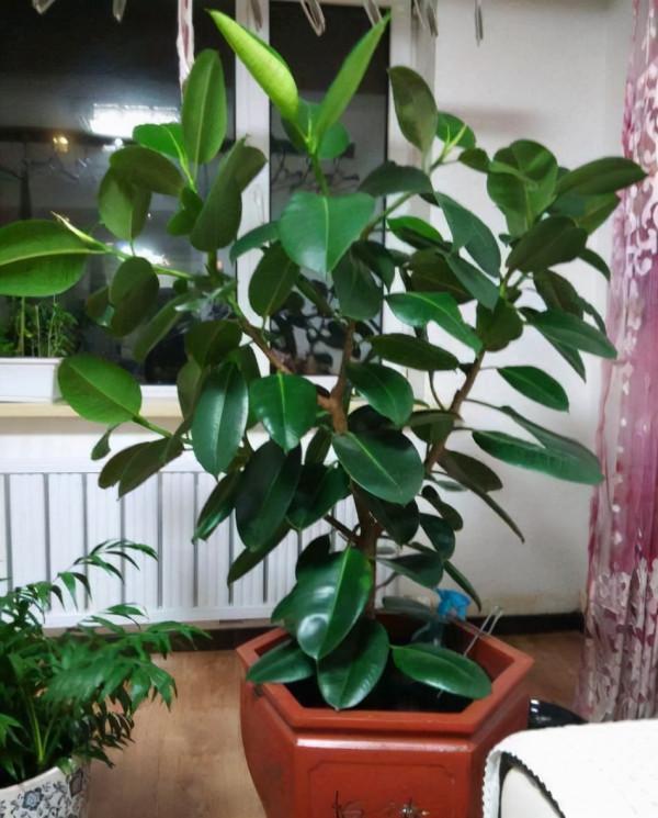 人養花,花亦養人!家居盆花20種,漂亮又實用,總有一款你喜歡 人養花,花亦養人!家居盆花20種,漂亮又實用,總有一款你喜歡