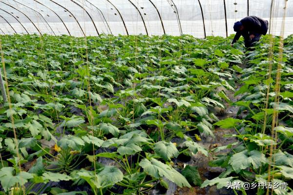 種植就用三種萬能肥料配方，學會了生根壯苗又增產，無可替代