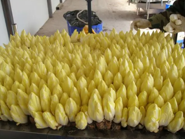 靠“摸黑”種植的蔬菜，像極了娃娃菜，價格是娃娃菜數倍