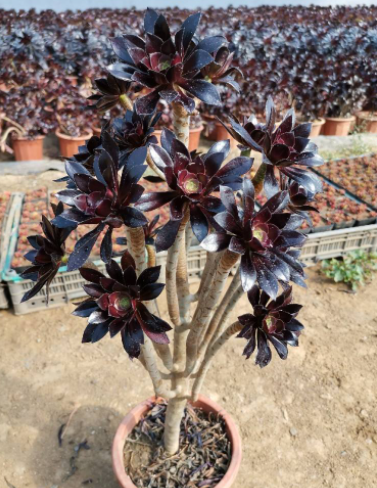 6種可以養成樹的&OpenCurlyDoubleQuote;多肉&rdquo;，地方大定要養一盆，越大越漂亮