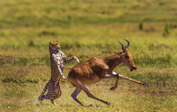 40張罕見的照片:鱷魚咬碎烏龜,鴕鳥在水面飛奔,河馬充當渡輪 40張罕見的照片:鱷魚咬碎烏龜,鴕鳥在水面飛奔,河馬充當渡輪