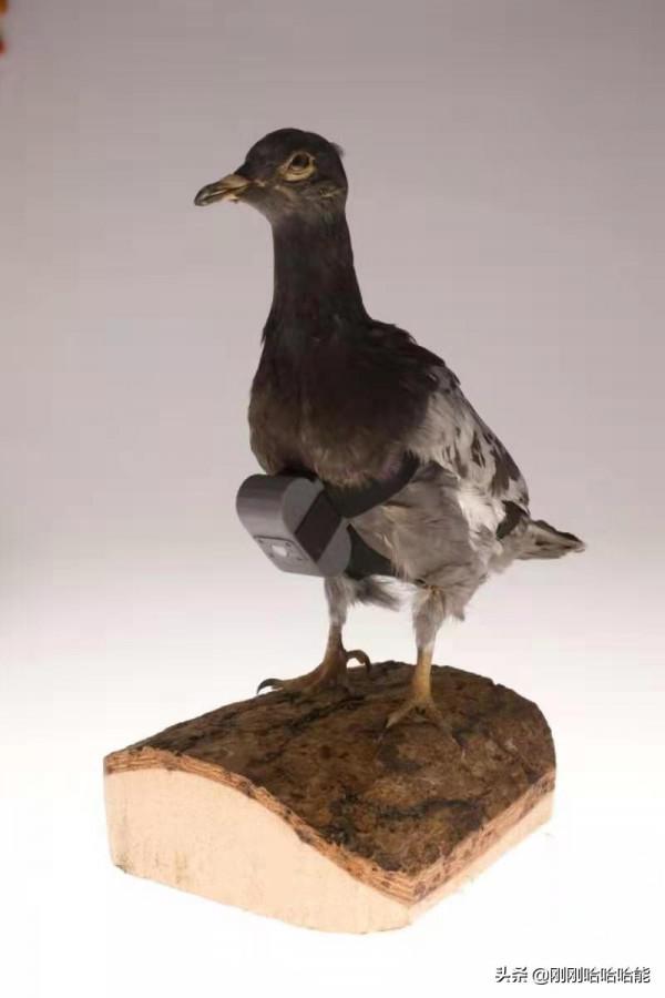 鴿子相機和其它中情局冷戰時期的間諜裝備 鴿子相機和其它中情局冷戰時期的間諜裝備