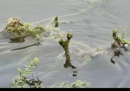 簡簡單單來認識植物之迷人的花朵 簡簡單單來認識植物之迷人的花朵
