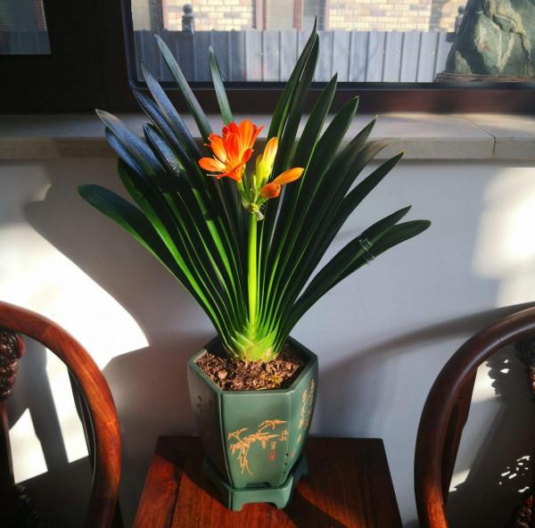 10種&OpenCurlyDoubleQuote;嬌氣花&rdquo;，葉片噴水噴不得，噴水就爛，幹養反而綠油油