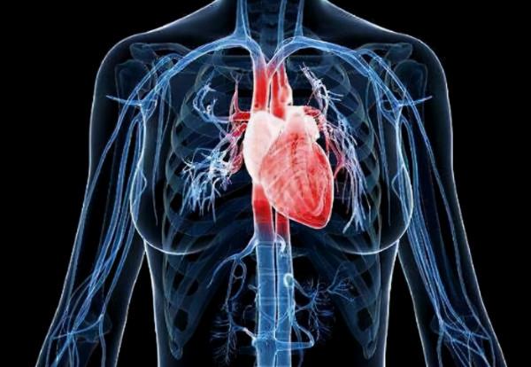 心臟為什麼不會出現癌細胞?看完或許會明白 心臟為什麼不會出現癌細胞?看完或許會明白