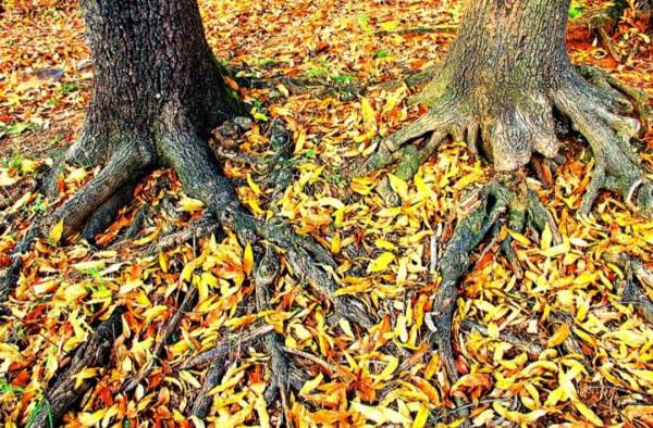 辛丑季秋散詞的悟思·18