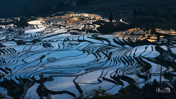 曾破吉尼斯世界紀錄！80萬畝花海齊綻放！這裡藏著國內最早的春天