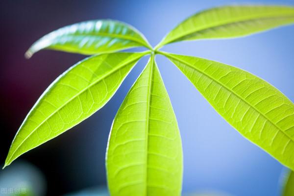 17種“怕凍”花，天冷早點收屋裡，小心變“空盆”