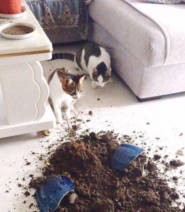 2015年,14只貓遭惡主反鎖屋中互相殘食,開啟門後如同地獄般景象 2015年,14只貓遭惡主反鎖屋中互相殘食,開啟門後如同地獄般景象