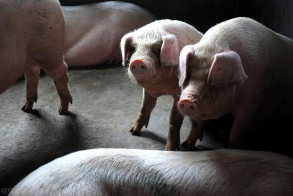 明日全國豬價2021.12.25