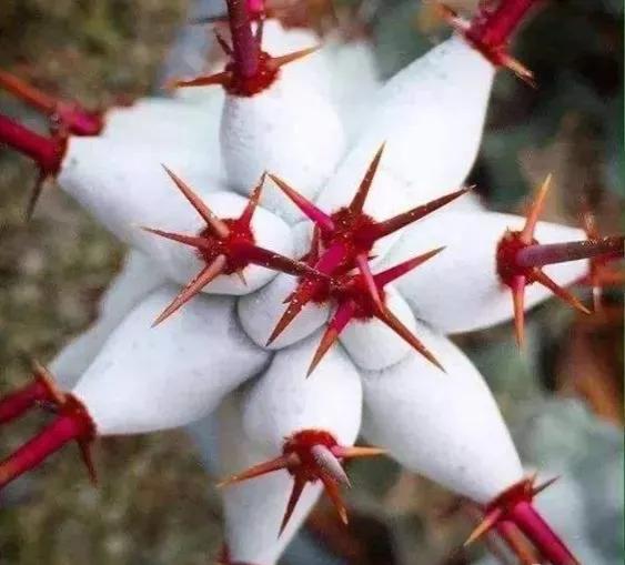 發現不一樣的花草，領悟大自然的奇妙