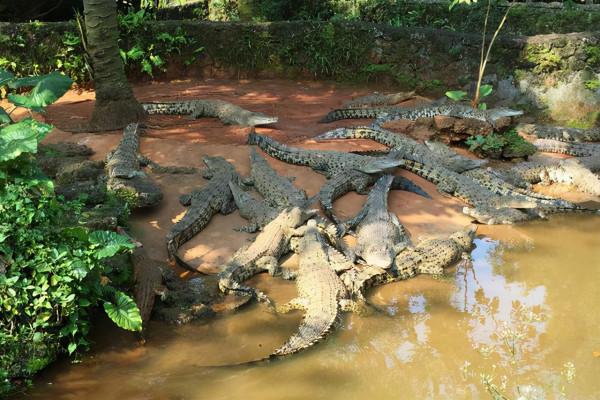 海南熱帶野生動物園好不好玩?需要注意哪些?看去過的人怎麼說? 海南熱帶野生動物園好不好玩?需要注意哪些?看去過的人怎麼說?