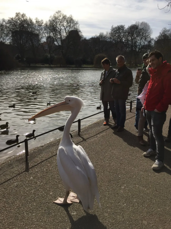 小科普 &vert; 鳥類&OpenCurlyDoubleQuote;扮豬吃老虎&rdquo;行為大賞