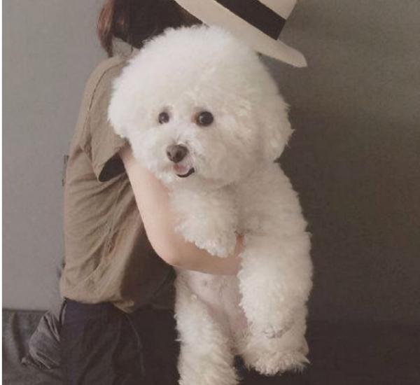 “粘人指數”五顆星的幾種狗狗,堪稱跟屁蟲 “粘人指數”五顆星的幾種狗狗,堪稱跟屁蟲