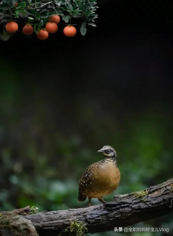 分享——35種罕見的鳥類