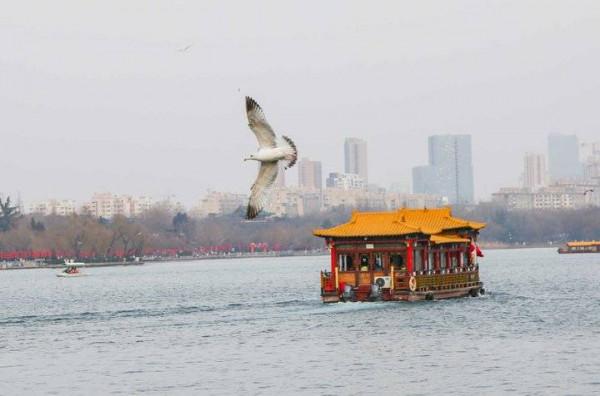 銀鷗靚翅大明湖覓食嬉戲歡樂過大年