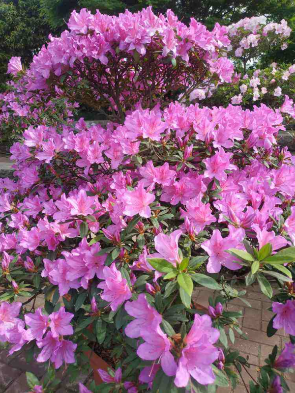 這4種植物，南方遍地都是，北方卻怎麼都養不活