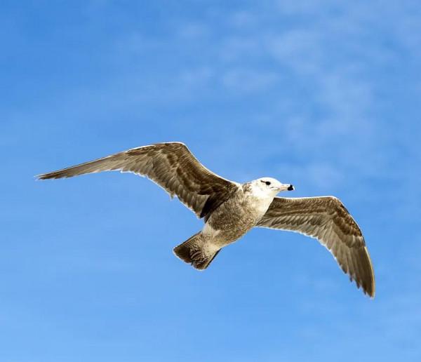 給寶寶講故事之學商篇(五)三隻小鳥 給寶寶講故事之學商篇(五)三隻小鳥