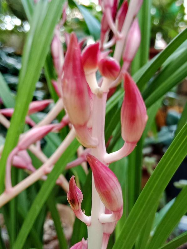 #陽臺小花園#又添新品種