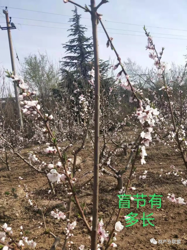 桃樹冬剪最容易忽視的幾點細節問題 桃樹冬剪最容易忽視的幾點細節問題