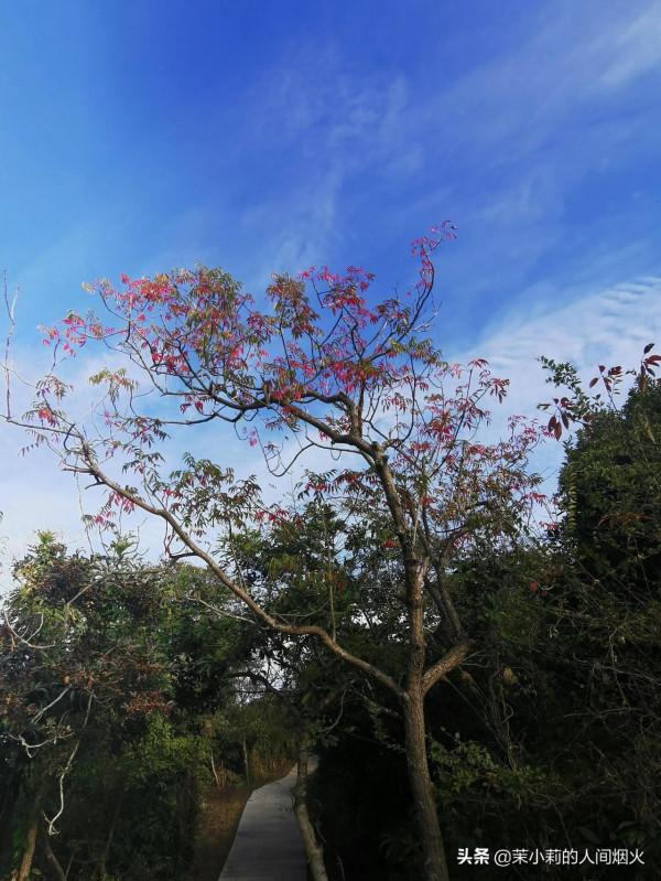 塘朗山&plus;深雲谷，我一天連爬這兩座山，也是沒誰了