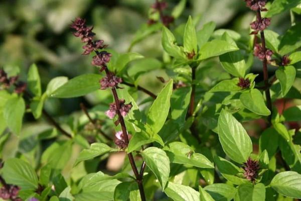 羅勒、聖羅勒、甜羅勒和河南“荊芥”，到底什麼關係？