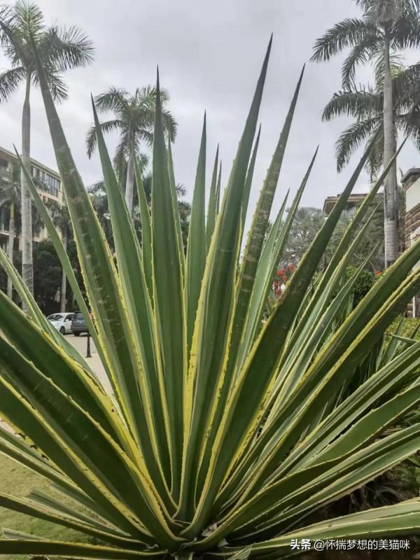 祖國風光無限好