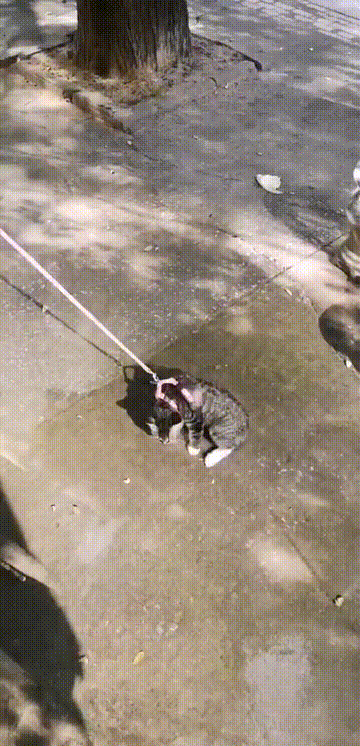 我們的新同事：“物業貓”