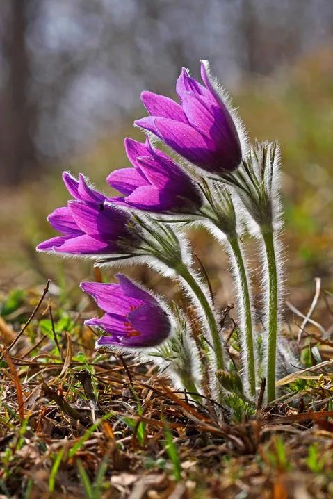 朵朵花開最迷人～白頭翁花