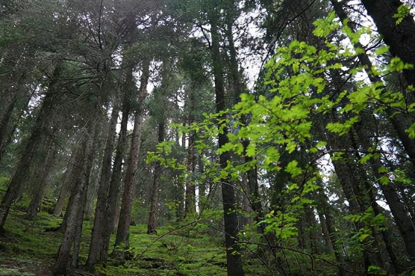 解密哀牢山悲劇-從強磁場干擾引起羅盤失靈說起