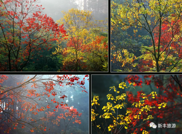楓林似火、紅葉如霞，是新豐邀你來賞楓的專屬訊號