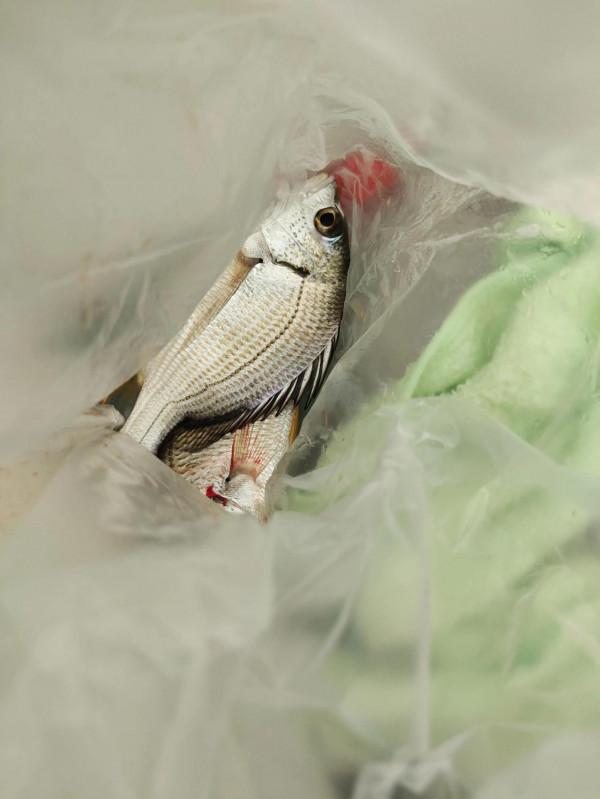 今天朋友帶我去南沙釣臘魚，他說今天魚情最差的一天