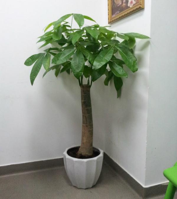 發財樹為什麼總“爛根”？網友哭了：連買三盆，就是養不活？