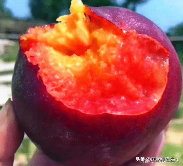 這種果樹，適合種在自家庭院裡，耐寒耐旱易養活，產量還很高