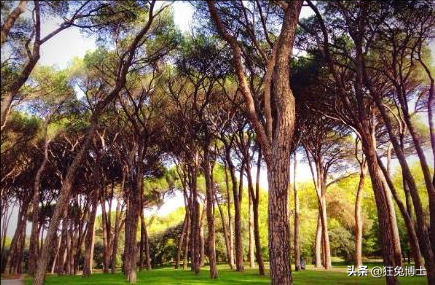 這是外國神樹?看看中國都曾引進過哪些?沒有對比就沒有傷害 這是外國神樹?看看中國都曾引進過哪些?沒有對比就沒有傷害