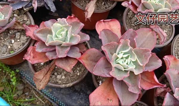 多肉高沙之翁可以這樣繁殖嗎？