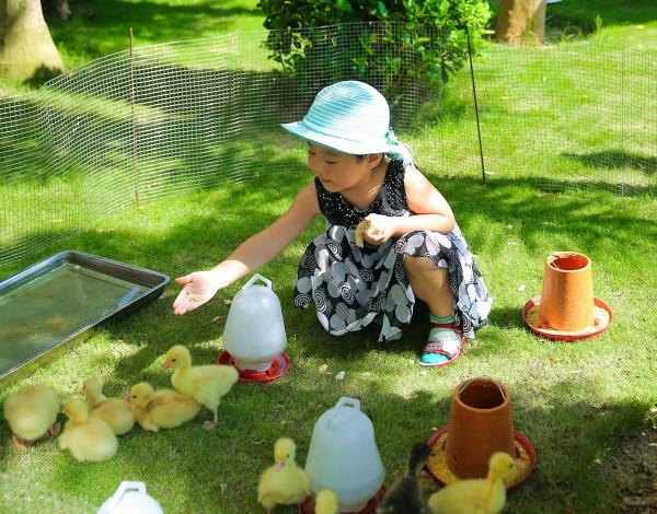 8畝地建小動物農場僅憑2招變網紅打卡地，門票20餵動物10元，啥樣