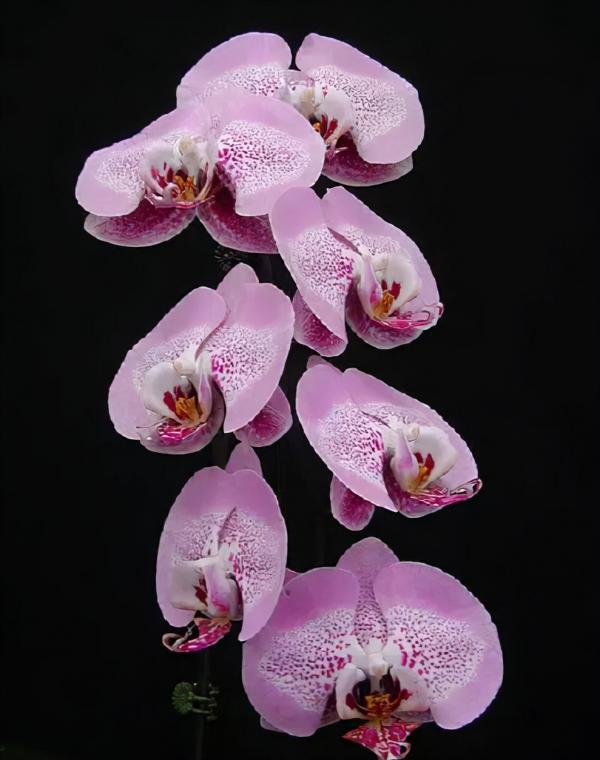 蘭花：部分種類圖鑑