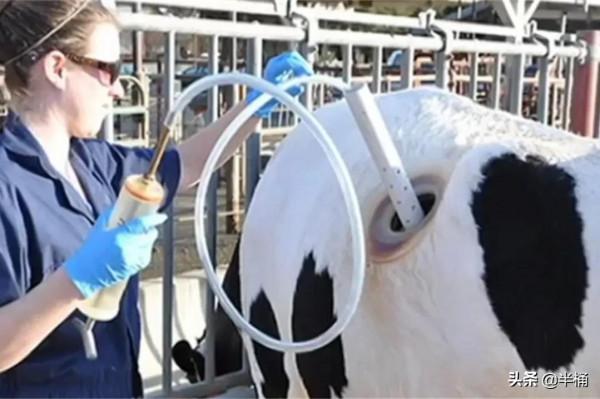 美國人養牛為什麼要在牛身上開個洞？我國為什麼沒有推廣此法？
