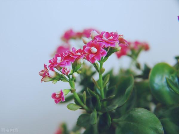 秋天種花，3種要晚種，3種要早種，你知道分別是哪3種嗎