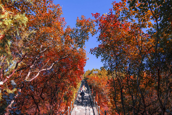秋日靜美，斑斕如斯，北京號帶您“雲”賞深秋