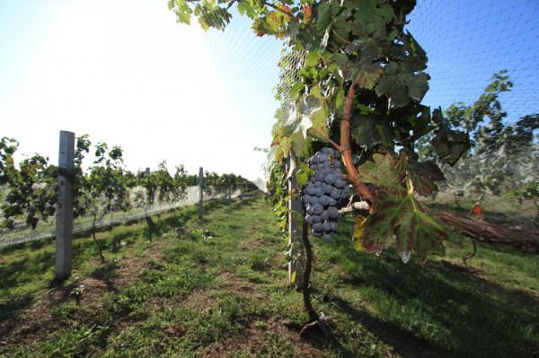 “綠島”生活:做一回新時代的田園農夫 “綠島”生活:做一回新時代的田園農夫