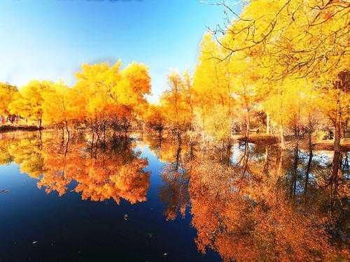 我與胡楊一步之遙