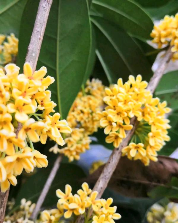 秋天養盆“俏姑娘”，只有秋天才豔麗，錯過又要等一年