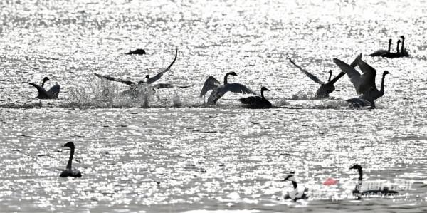 天鵝掠影，好一幅靈動飄逸的絕美畫卷